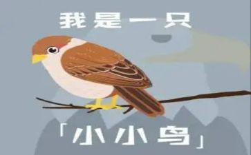 音乐活动小鸟小鸟教案5篇