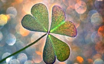 最幸运的人作文精选5篇