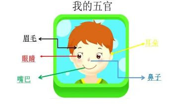 小班科学贴五官教案6篇