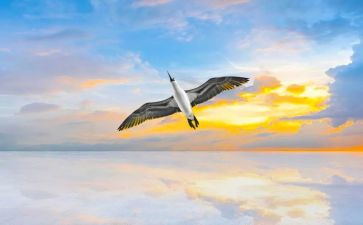 我想飞的作文400字8篇