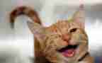 笑猫阅读心得体会6篇