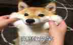 幼儿园语言微笑的教案7篇