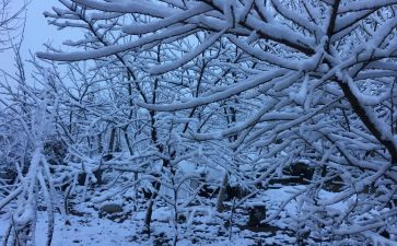 作文下雪了300字8篇