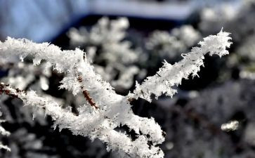 雪雷锋心得体会推荐8篇