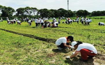 小学农村校长述职报告5篇