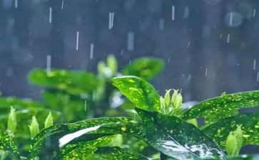 作文雨600字初中作文优秀6篇