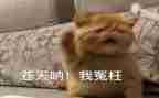 我被冤枉的作文500字6篇