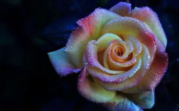 写月季花作文6篇