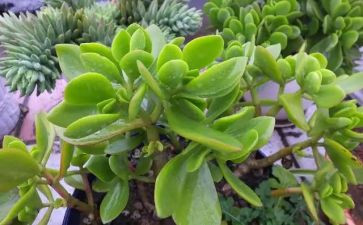 春天的植物园作文6篇