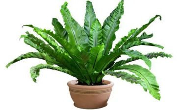 画植物的教案通用7篇
