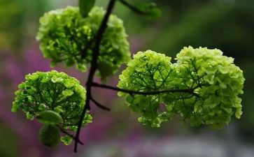 植物介绍作文300字5篇