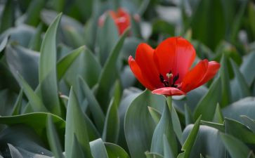 植物介绍作文6篇