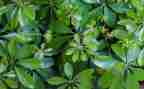 小学生种植物作文7篇