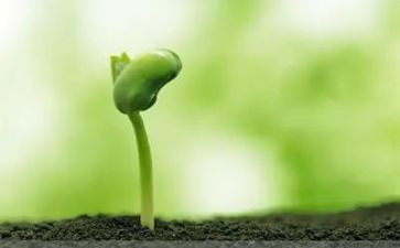 种子的梦教案参考7篇