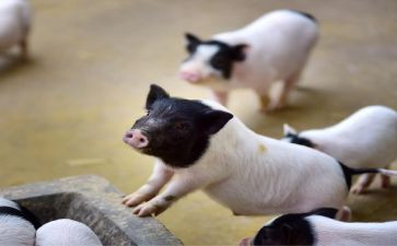 赶小猪游戏教案8篇
