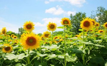 追求卓越作文5篇