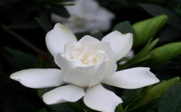 栀子花写作文6篇